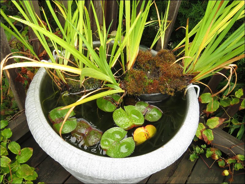 thewaterfeatureonthedeck.jpg