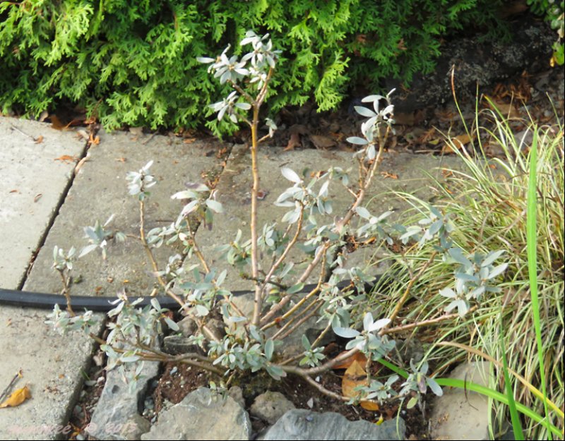 willowsalixhelvetica.jpg