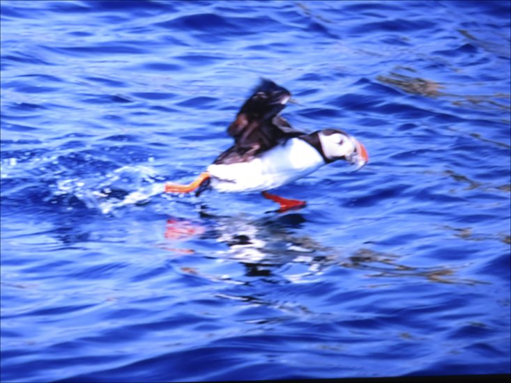 wa77.jpg