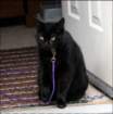 gacat2_small.jpg