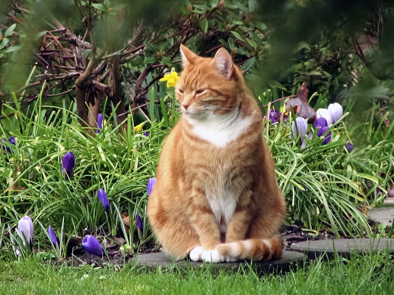 gacat3.jpg