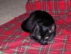 gacat_small.jpg