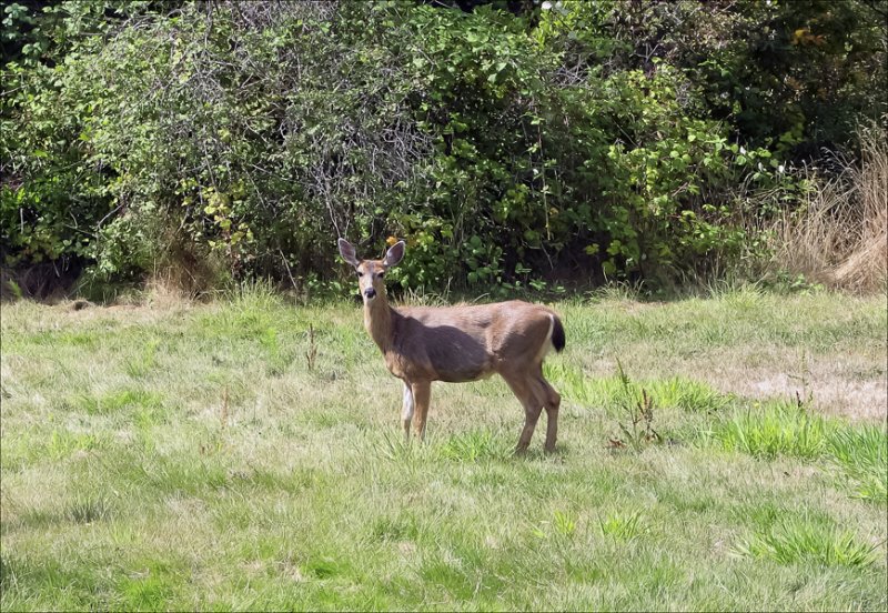 gadeer2.jpg