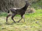 gadeer_small.jpg