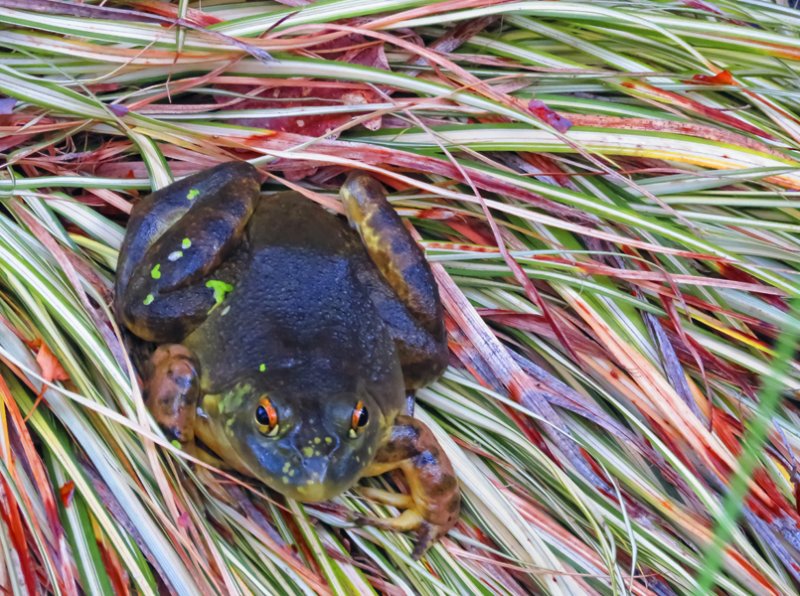 gafrog3.jpg