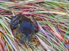 gafrog3_small.jpg