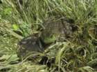 gafrog4_small.jpg
