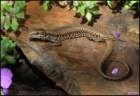 galizard_small.jpg