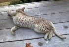 gaossiecat_small.jpg