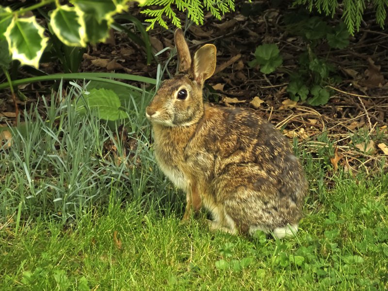 garabbit.jpg