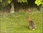 garabbit2_small.jpg