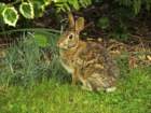 garabbit_small.jpg